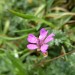 Herbe-à-Robert